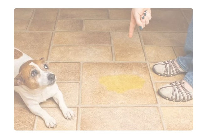 Assorbimento d'Acqua Ripetuto Tra Il Tappetino Per Cani