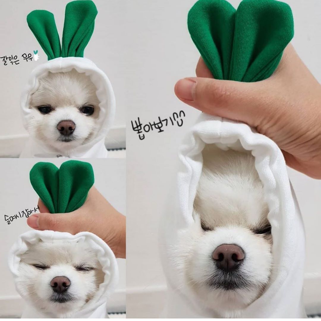 Vestiti per cani carini con frutta, per cani di piccola taglia, felpe con cappuccio, pile caldo invernale, abbigliamento per animali domestici, costume per cuccioli, gatti, cappotto per outfit francese Chihuahua