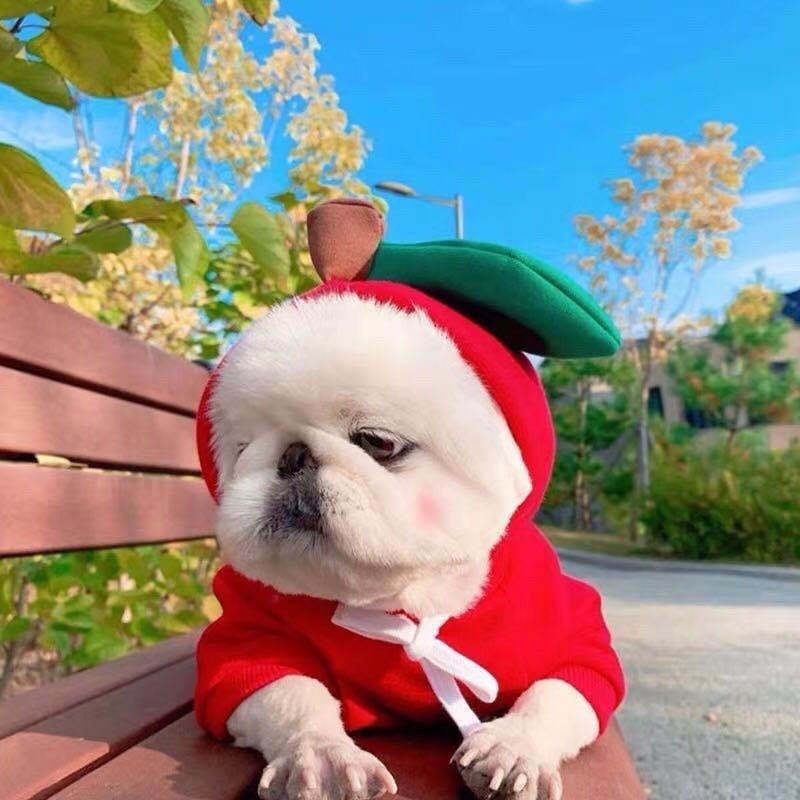 Vestiti per cani carini con frutta, per cani di piccola taglia, felpe con cappuccio, pile caldo invernale, abbigliamento per animali domestici, costume per cuccioli, gatti, cappotto per outfit francese Chihuahua