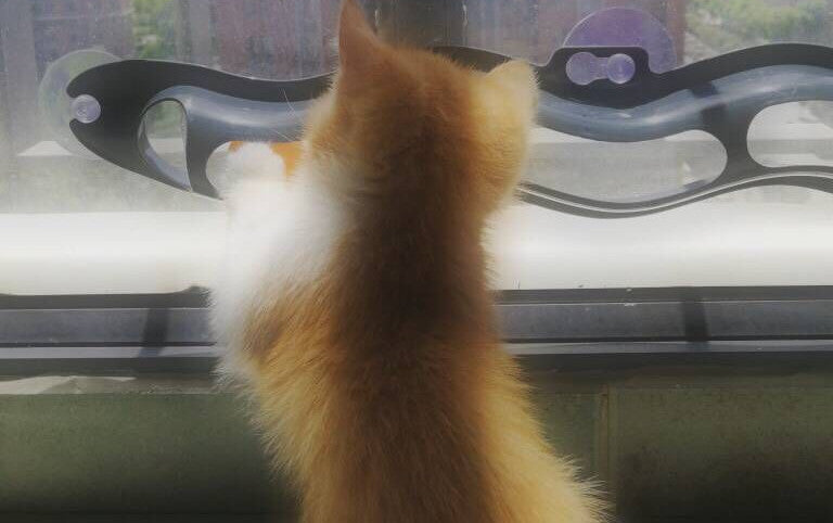Windowsill Pets Gioco per gatti con pallina su pista Prodotti per animali domestici
