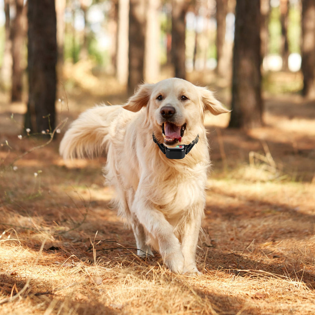 1 Set di Collare Addestramento Remoto per Cane con Recinto Wireless da 300 Metri, Ricevitore Impermeabile IPX6 con Modalità Bip Vibrazione Scossa da 0-9 Livelli, Sistema Trasmettitore Ricaricabile a 4 Canali